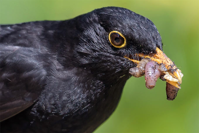 Früher Vogel