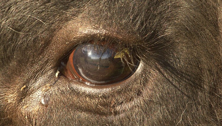 Stuss in Stüsslingen