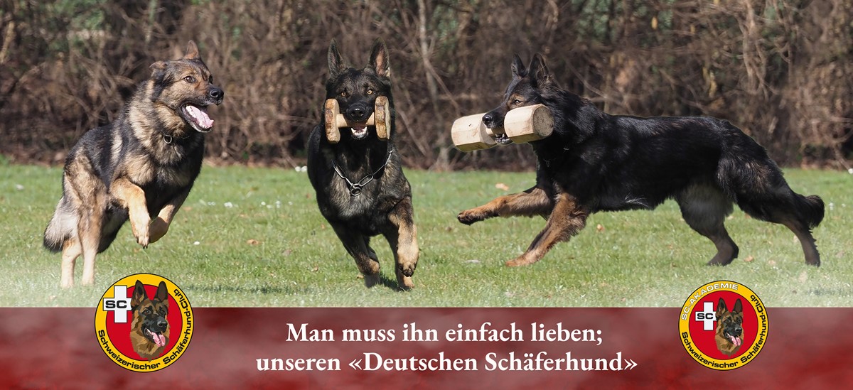 Schweizerischer Schäferhund-Club (1)