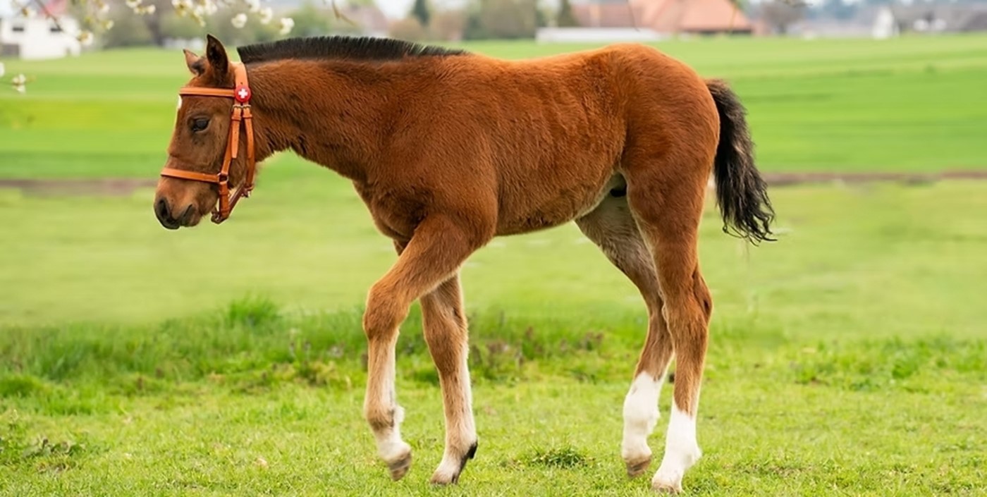 Munterer Freiberger (Bild: Veranstalter)