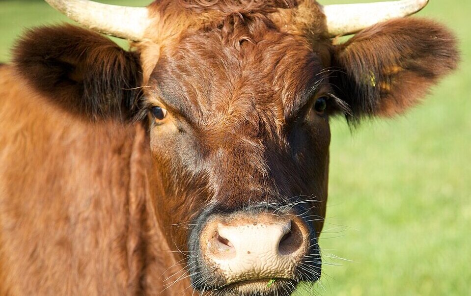Ohne Ländler im Ohr