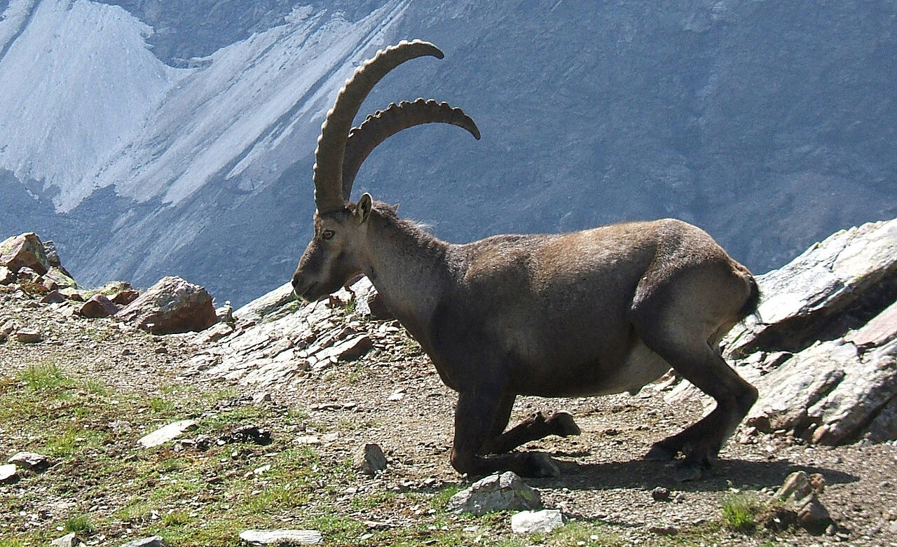 Forellen und Wild