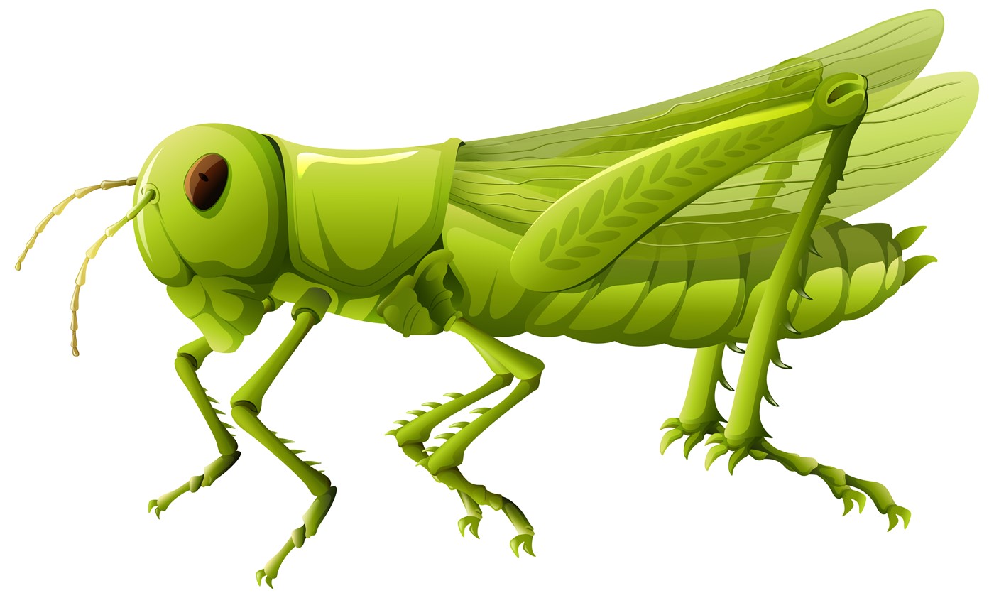 Ein Hopper (Bild: zVg)